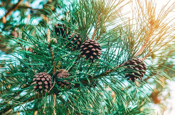 Pine Cones Pine Branches Forest Ornamental Plant Coniferous Forests Nature — Stock Photo, Image