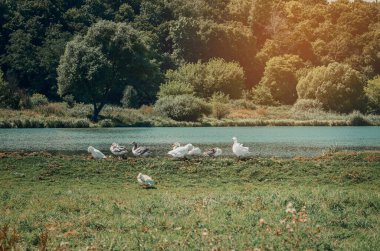 Köydeki küçük bir gölün kıyısındaki evcil kazlar.