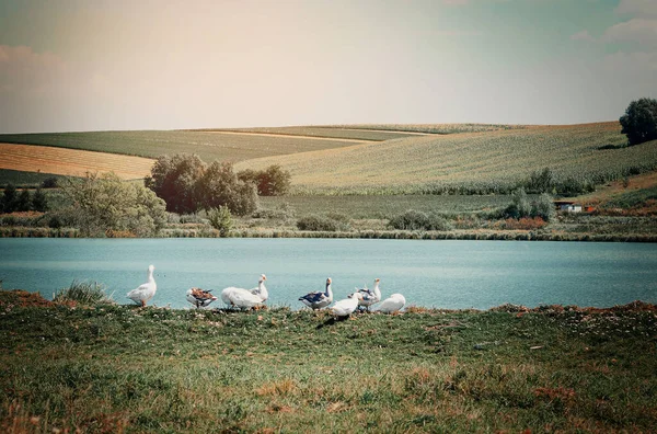 Κατοικημένες Χήνες Στην Όχθη Μιας Μικρής Λίμνης Στο Χωριό Royalty Free Φωτογραφίες Αρχείου