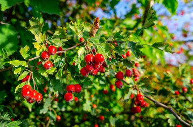 Kırmızıdiken üzümleri çalıların üzerinde. İlaç böğürtlen hasadı
