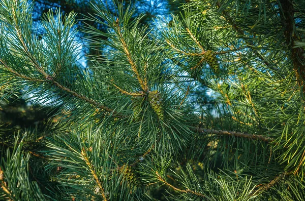 Green Pine Branches Background Conifers — Stock Photo, Image