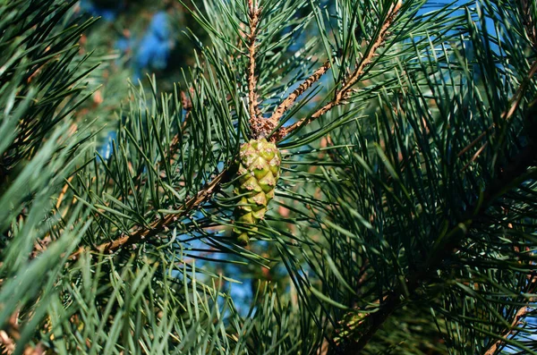 Young Green Pine Cones Branches Conifers — Stock Photo, Image