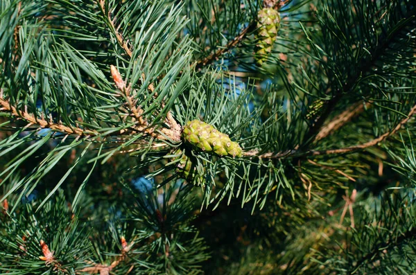 枝に若い緑の松のコーン コンファイター — ストック写真