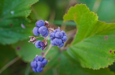 Yeşil yapraklı mavi böğürtlen. Hoş bir sonbahar ekran koruyucu. Bulanık arkaplan.