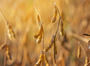Dağınık güneş ışığında altın soya tohumları. Bulanık arkaplan