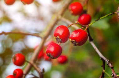 Sonbahar kızıl dikenli dikenli meyveler yakın plan. Bulanık gökyüzü arkaplanı. Sakin sonbahar ekran koruyucu