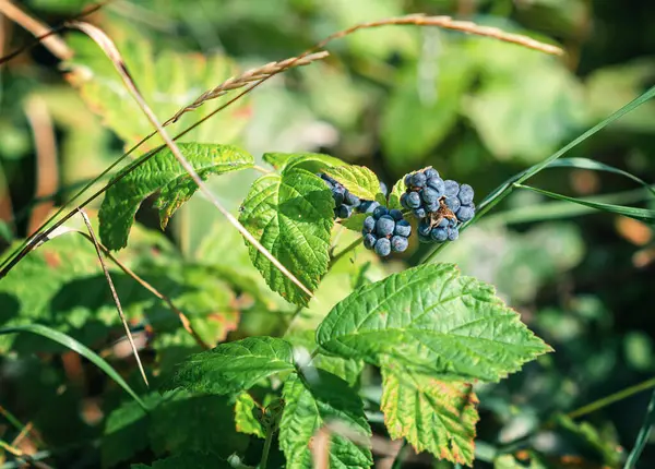 stock image Ripe black blackberry on bush with green autumn leaves among grass. Close-up view.