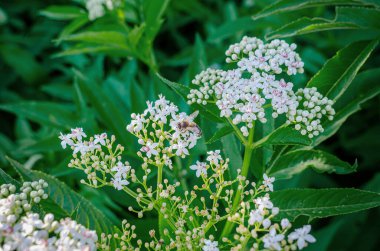 Arı yaşlı çiçeğe. Sakin bahar manzarası. Alternatif tıp.