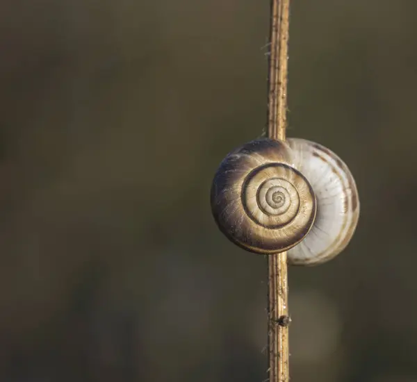 A snail on dry grass. A grape snail on a dry grass stalk. The snail in the shell is held on a dry reed. One gray snail on a blurry background of dry grass. Selective focus. Vertical image.