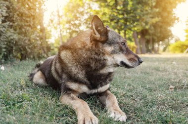 Büyük sevimli köpek gün batımında çimlerin üzerinde yatıyor. Bulanık arkaplan.