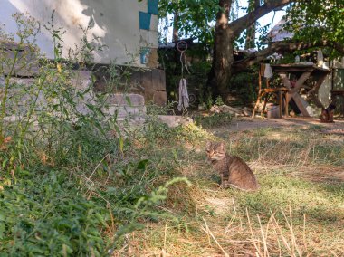 Küçük gri kedi yavrusu kır evinin basamaklarında çimenlerde oturur. Kırsal alan.