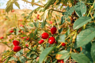 Bulanık arka planda kırmızı böğürtlenli Bush. Hoş bir sonbahar ekran koruyucu.