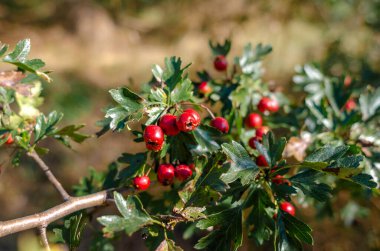 Kızıl dikenli meyveler. Böğürtlenler yaklaşıyor. Kırmızı böğürtlenlerin yüksek kaliteli makro fotoğrafçılığı