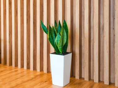 Sansevieria fabrikası. Salonda yeşil yaprakları olan büyük beyaz tencere. Arazinin peyzajı.