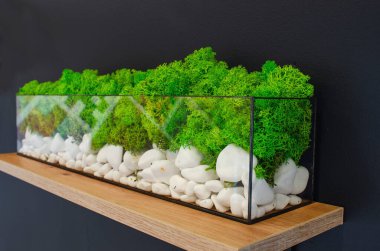 Beyaz taşlarla şeffaf akvaryumda yeşil sabitlenmiş yosun. Yan görüş. Binanın dekorasyonu
