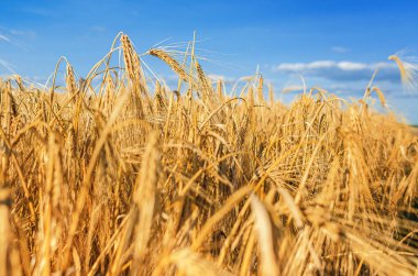 Buğday kulakları sarıdır. Mavi gökyüzünün altındaki tarlada olgunlaşmış buğday