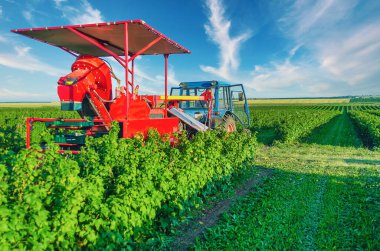 Siyah frenk üzümü hasat etmek için biçerdöver. Frenk üzümü mekanik koleksiyonu