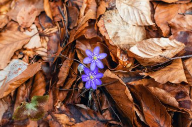 Hepatica nobilis 'in mavi çiçekleri ormandaki düşen yapraklar arasında