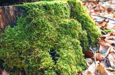 Ormanda düşen yaprakların arasında yeşil yosun