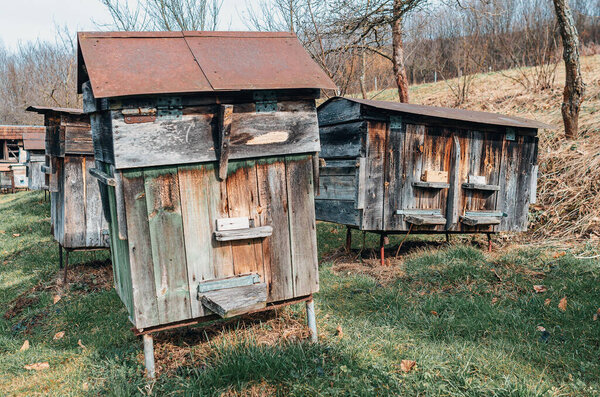 Old wooden beehives in old apiary in Ukrainian village