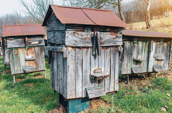 Old wooden beehives in old apiary in Ukrainian village