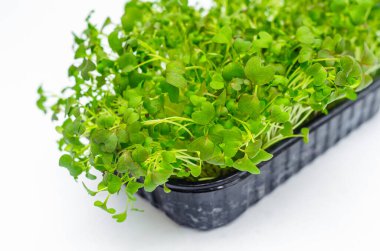 Beyaz yalıtılmış arka planda Japon lahana filizleri. Sağlıklı vitamin besin. Bahar