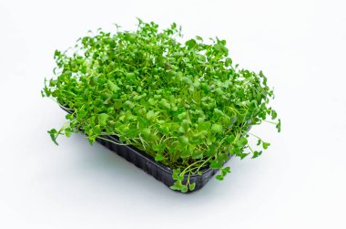 Beyaz yalıtılmış arka planda Japon lahana filizleri. Sağlıklı vitamin besin. Bahar