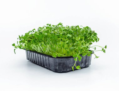 Beyaz yalıtılmış arka planda Japon lahana filizleri. Sağlıklı vitamin besin. Bahar