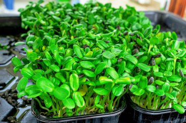 Taze mikro yeşiller yakın plan. Sağlıklı salata için büyüyen ayçiçeği filizleri. Doğru beslenmek, genç kalmak ve modern restoran mutfağı konsepti