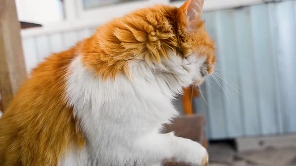 Μια Κόκκινη Γάτα Ένα Παγκάκι Γλείφει Γούνα Της Γάτα Της — Αρχείο Βίντεο