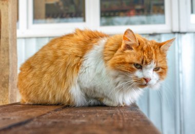 Evsiz, üzgün, kırmızı sokak kedisi ahşap bankta yatıyor. Evsiz hayvanlara bakma sorunu.