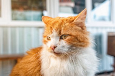 Beyaz göğüs kürklü cesur kırmızı tüylü kedi portresi kameraya bakıyor. Bulanık arkaplan.