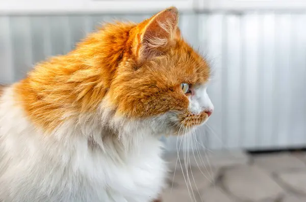 Side view of bold red fluffy cat with white fur on chest looking at camera. Blurred background
