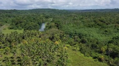 Yeşil yağmur ormanlarının manzarası. Tropikal bir ormanda bir nehir