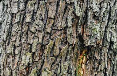 Bir elma ağacının kabuğunun arka planı. Kuru ağaç kabuğu ormandaki pulları.