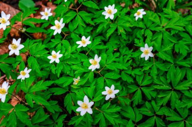 Yeşil yapraklı Anemone beyaz orman çiçekleri