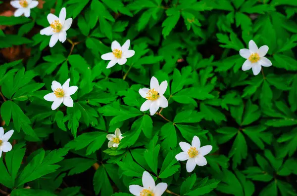 Anemone nemorosa üst manzara, güzel yaz çiçekleri arka planı. Ormandaki ilk bahar çiçekleri