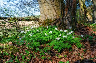 Sabah ormanındaki bahar çiçeklerinin ilham verici manzarası. Doğanın yumuşak ve rüya gibi görüntüsü.