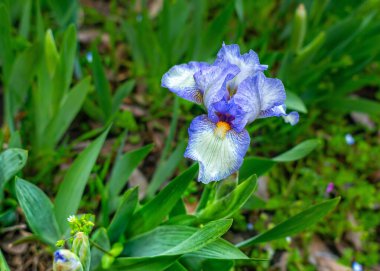 Bulanık yeşil arka plan üzerine mavi sakallı iris çiçeği (Iris germanica) seçici odağı