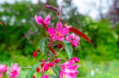 Armut bulanık, elma dalında açan pembe çiçekler. Bahar çiçekleri. Makro fotoğraf