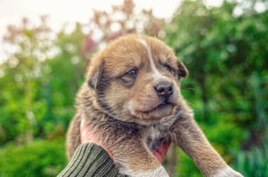 Kahverengi sevimli köpek, şirin köpek, küçük köpek, köpecik, tüylü köpek. Bulanık arkaplan