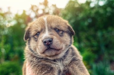 Kahverengi sevimli köpek, şirin köpek, küçük köpek, köpecik, tüylü köpek. Bulanık arkaplan