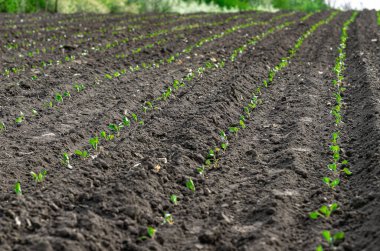 Lahana tohumu tarlaları. Tarlada yeşil lahana fideleri. Görüntüyü kapat