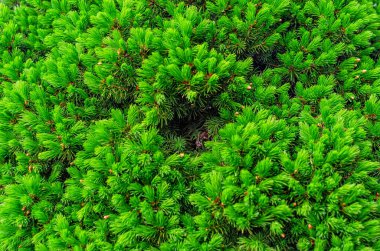 Genç, yeşil, dikenli Noel ağacı dalları ya da baharda çam ağacı. Kaliteli makro fotoğraf.