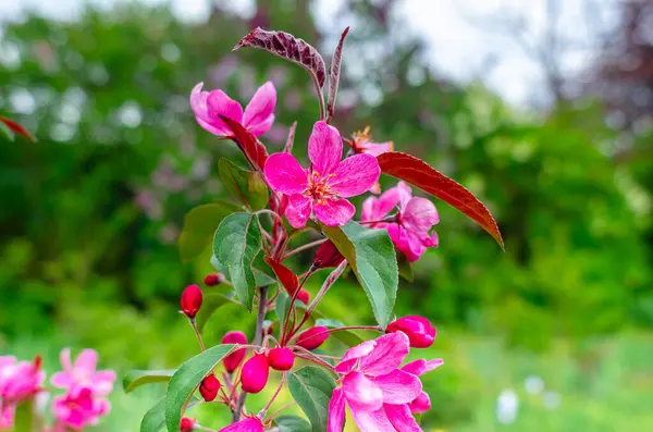 Armut bulanık, elma dalında açan pembe çiçekler. Bahar çiçekleri. Makro fotoğraf