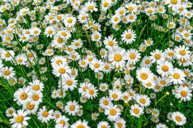 Papatya çiçekleri tarlada. Baharda tarlada açan papatyalar.