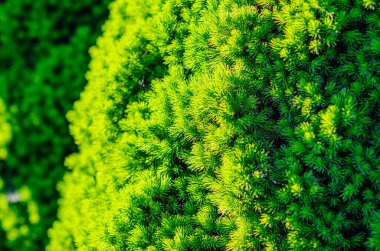 Dekoratif bir Noel ağacının yeşil arka planı