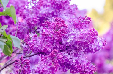 Light purple lilac blossoms in a spring garden clipart