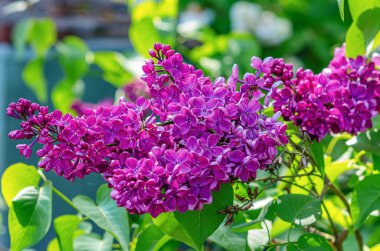 Pembe leylak çalıların üzerinde çiçek açar. Bahçede bahar çiçekleri.