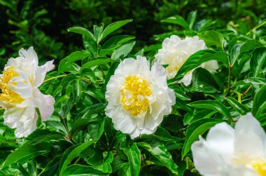 Büyük beyaz şakayık çiçeği yeşil bir çalıda